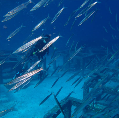 ラチャヤイ島で魚の群れと体験ダイビングを楽しむ様子