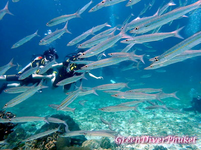 プーケットの海でタイワンカマスの大きな魚群と泳ぐダイバー