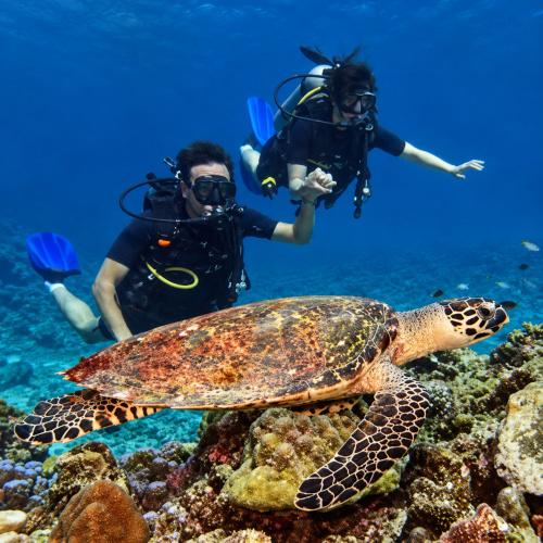 プーケットの海でウミガメと一緒に体験ダイビングを楽しむ様子